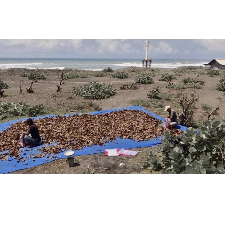 

Stok AdA's DAUN KETAPANG LAUT 1Kg Siap Pakai (Difermentasi dengan air laut) |F2A002 ..,