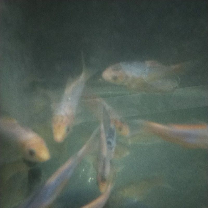 IKAN KOI SHUSUI IKAN HIAS HEWAN PELIHARAAN AQUATIC SUPPLIER KOI IKAN HIAS IKAN PELIHARAAN HEWAN AQUA