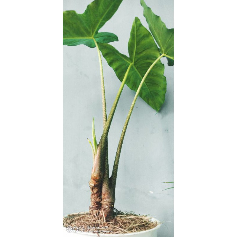 Alocasia Sp Kalimantan