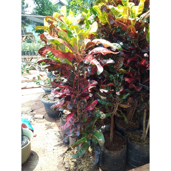 tanaman hias puring/puring bor tanaman hias