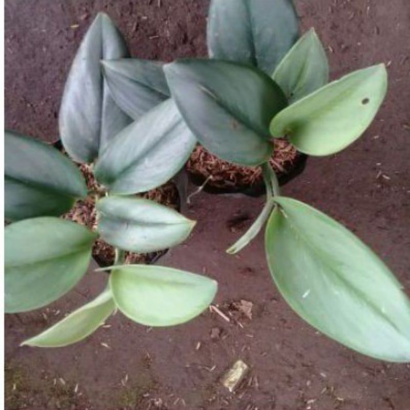 Tanaman hias srigading susu murah