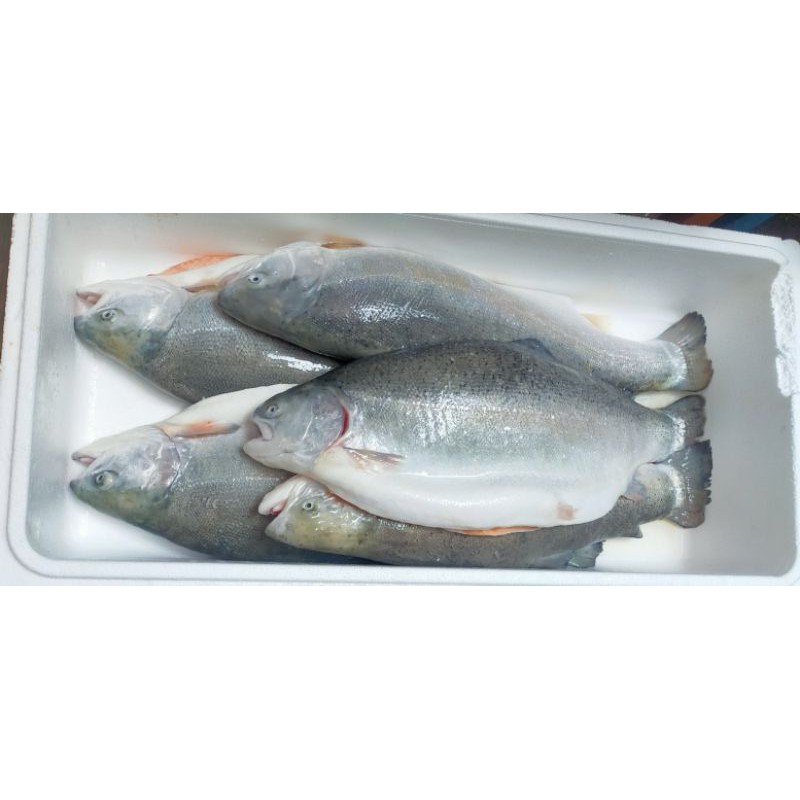 

Fresh Norwegian Salmon TROUT 1 ekor utuh