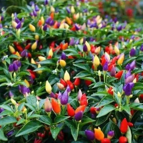 benih biji cabe bolivian rainbow