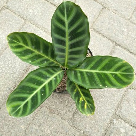 Calathea Jungle Velvet