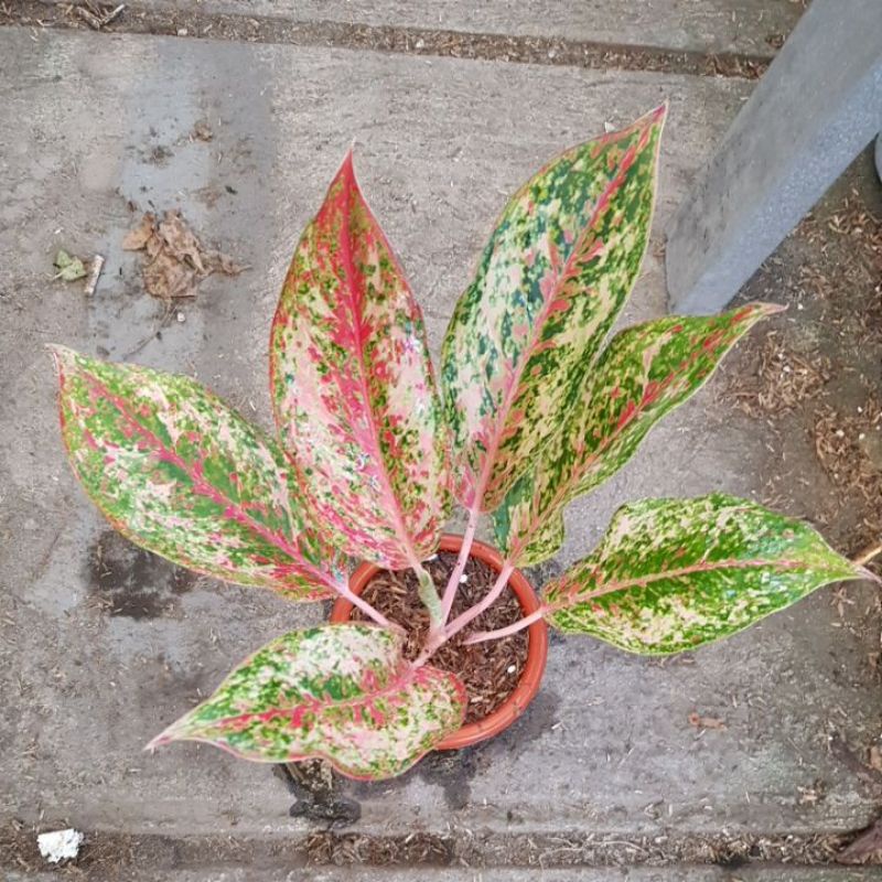 Aglonema Coconut Delight Real Pict