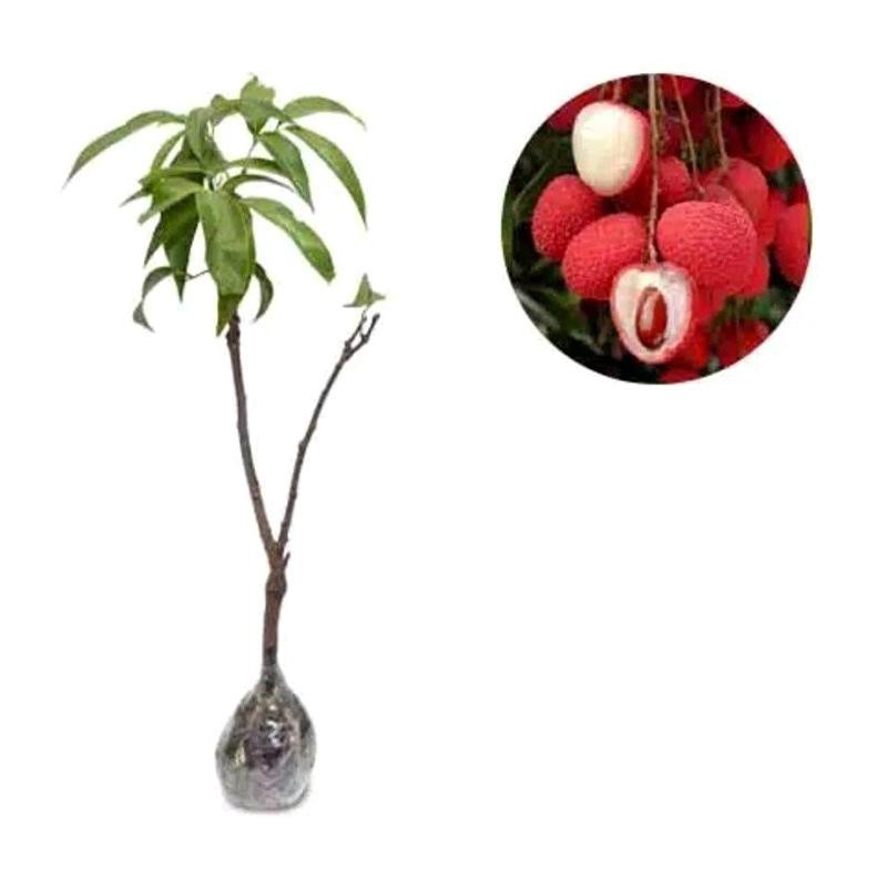 MURAH ASLI Bibit Buah Leci Merah Kom | Lecy Merah Com hasil CANGKOK Tanaman Segar