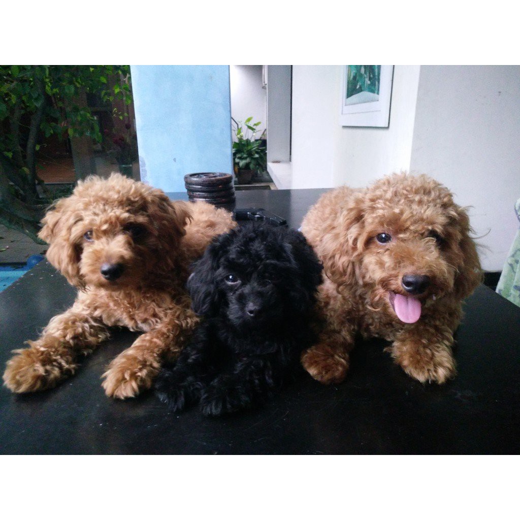 jual silver toy poodle