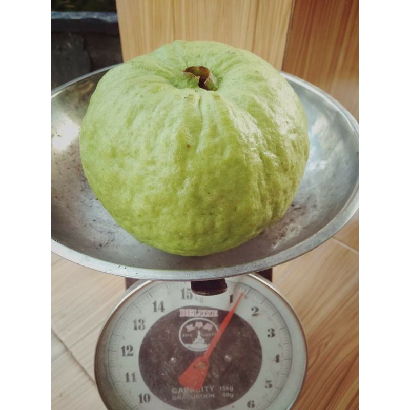 Bibit Jambu KRISTAL MERAH Original  SUPER JUMBO