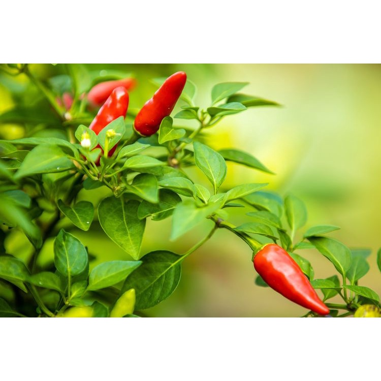 ready stok ANTI VIRUS BULAI CABE GROSIR MURAH  pupuk cabe agar tidak keriting pupuk cabe terbaik ant