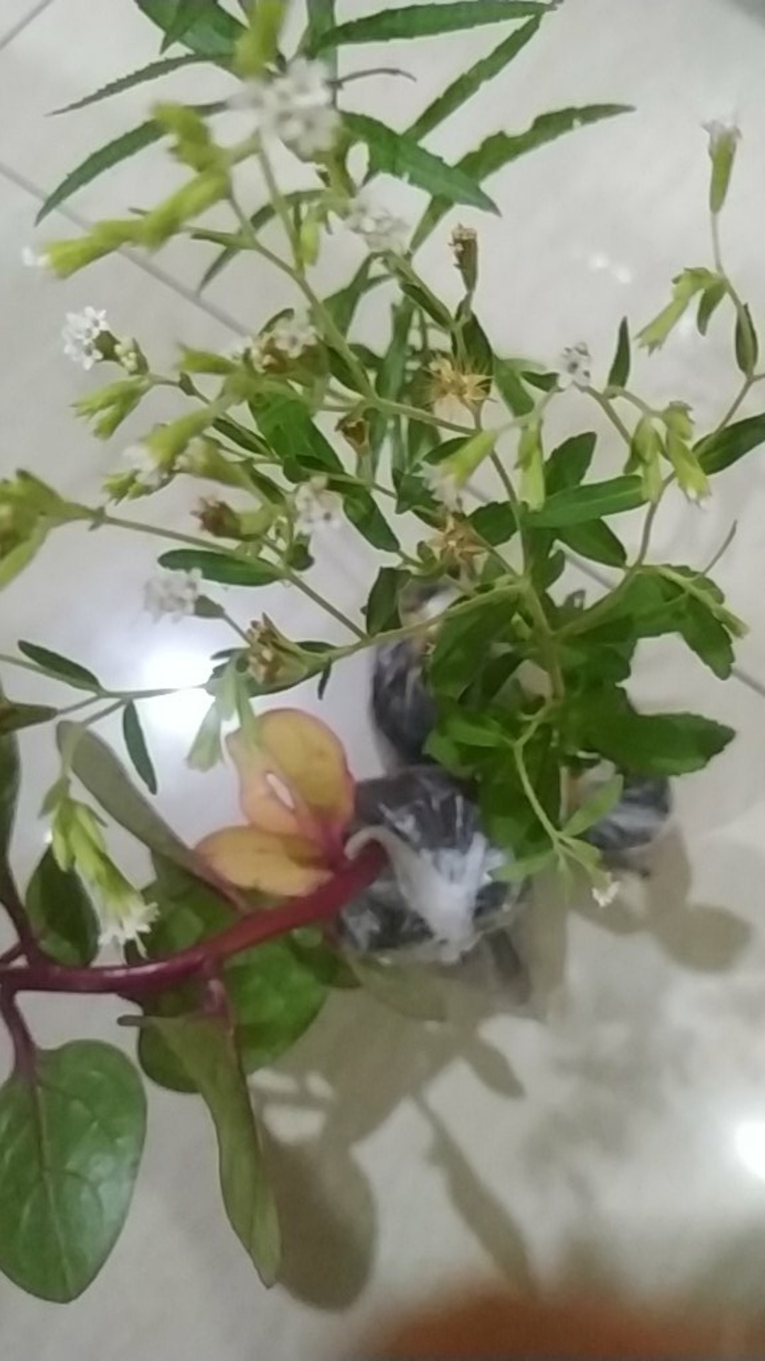 Bibit Zodiya Anti Nyamuk