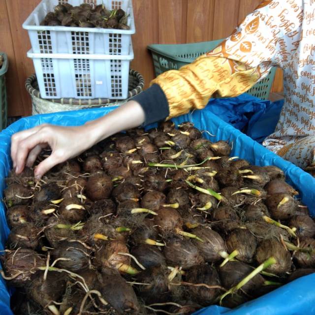 

BIBIT PINANG BETARA JAMBI