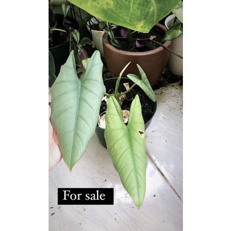 alocasia bisma