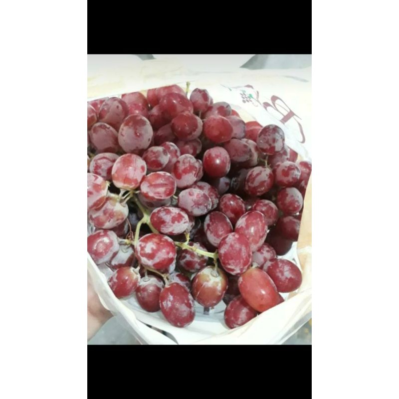 

Anggur scarlet USA 85rb/kg