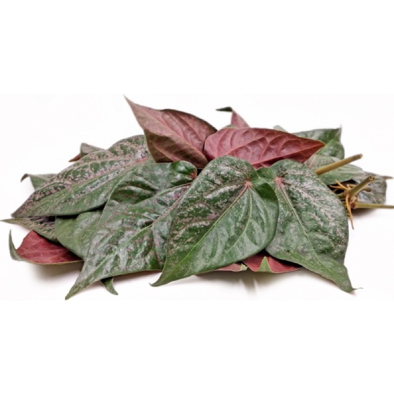 Terlaris Daun sirih merah daun sirih hijau