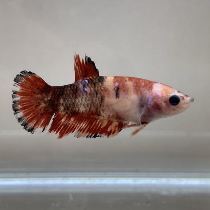 BEST SALE Cupang Female Betina Giant Multicolor Nemo Galaxy 015b