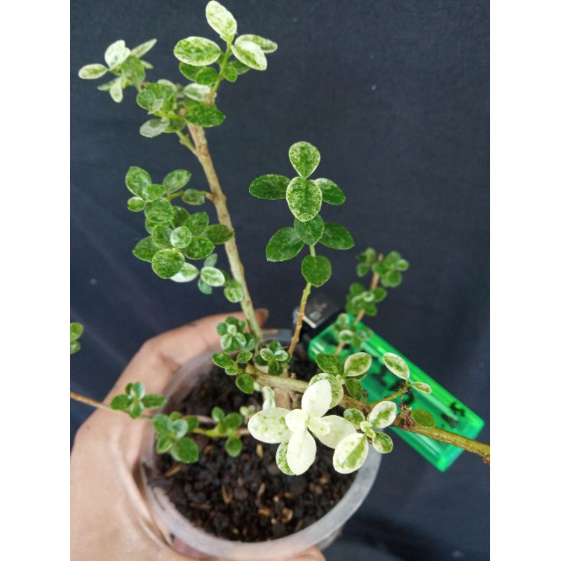 Jual Bahan Bonsai Sancang Varigata Shopee Indonesia