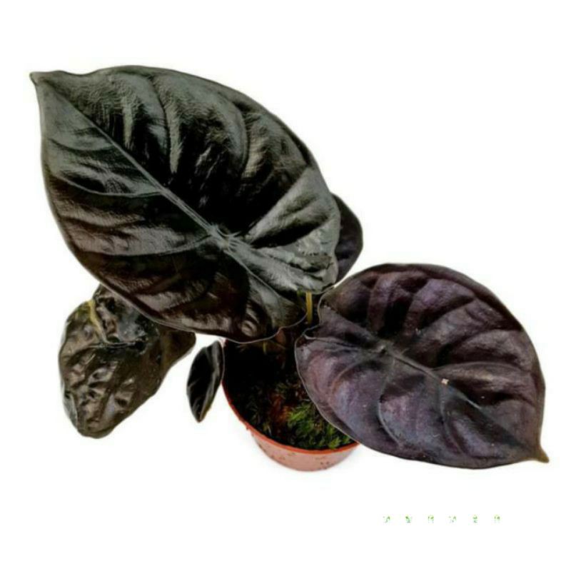 Tanaman hias alocasia black infernalis - Black indo