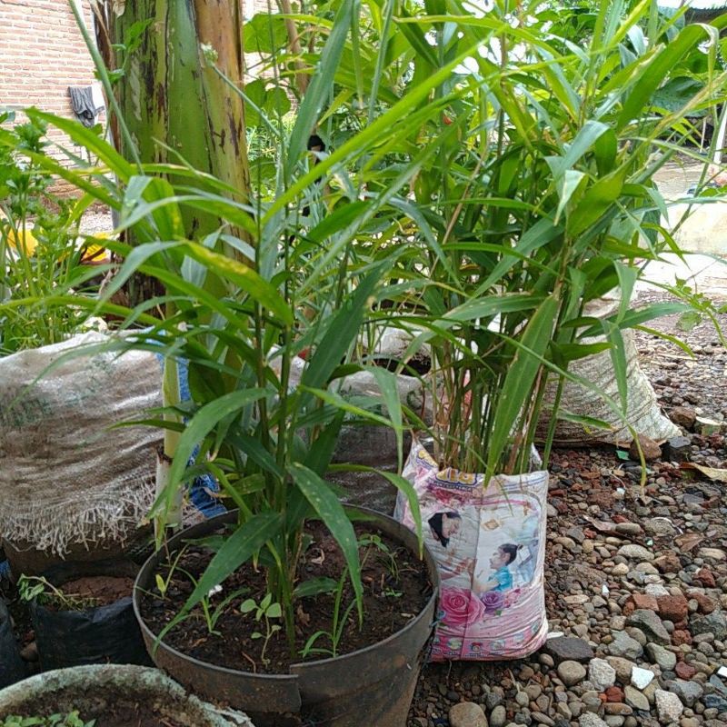 bibit jahe merah super