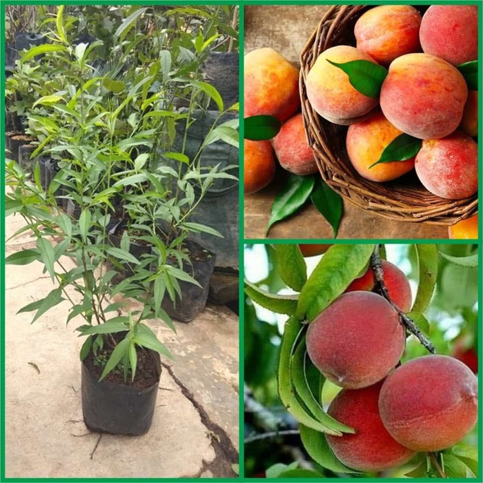 Bibit Persik Free juwet hitam