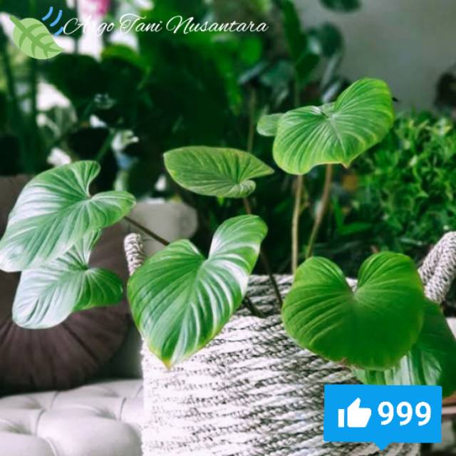 Tanaman Hias Herbal Homalomena Hijau Javanic Nampu Tanaman Hias Herbal Murah Shopee Indonesia