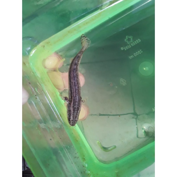 

ikan palmas lapradei