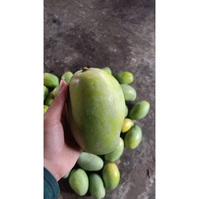 MANGGA INDRAMAYU ASLI MANGGA MUDA