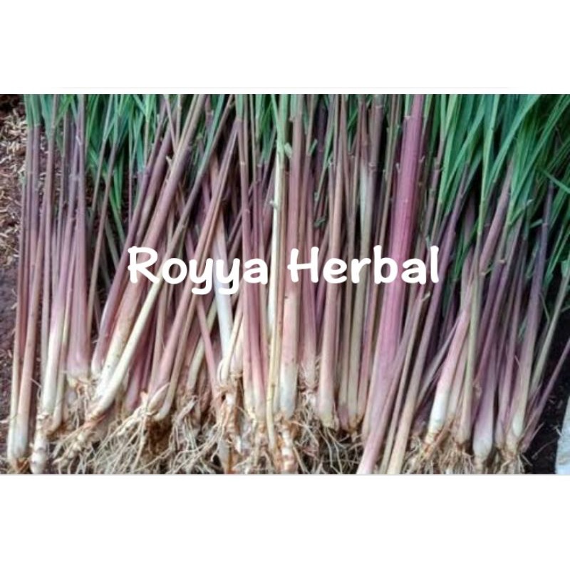 serai merah / serai wangi