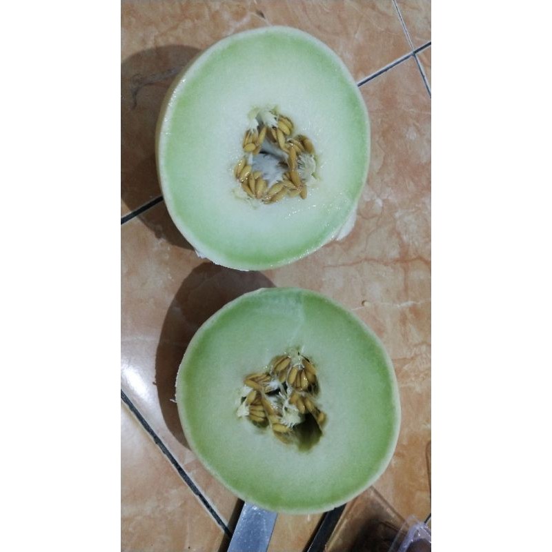 5 benih melon salju hidroponic import