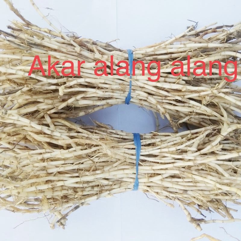 

Akar alang alang segar 500 gram