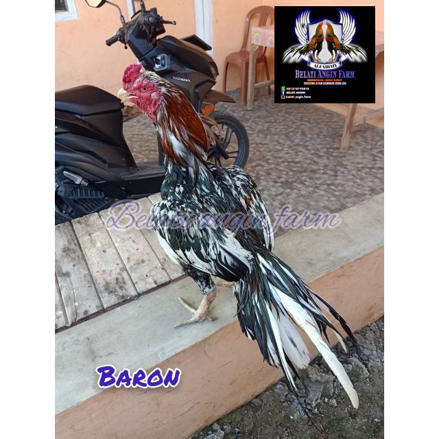 Telur fertil ekor lidi