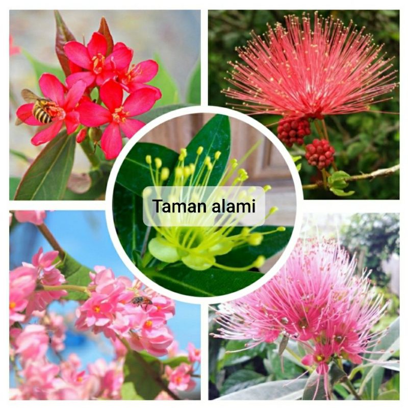 paket 5 bunga santos merah kuning - bunga kaliandra - bunga batavia - bunga air mata pengantin