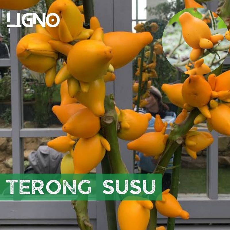 Benih TERONG SOLANUM (isi-3) Mammosum - Biji Bibit Sayur Terong Susu