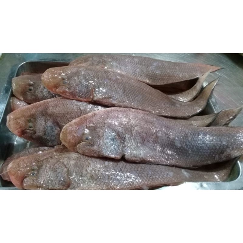 

Ikan Lidah - Lidah