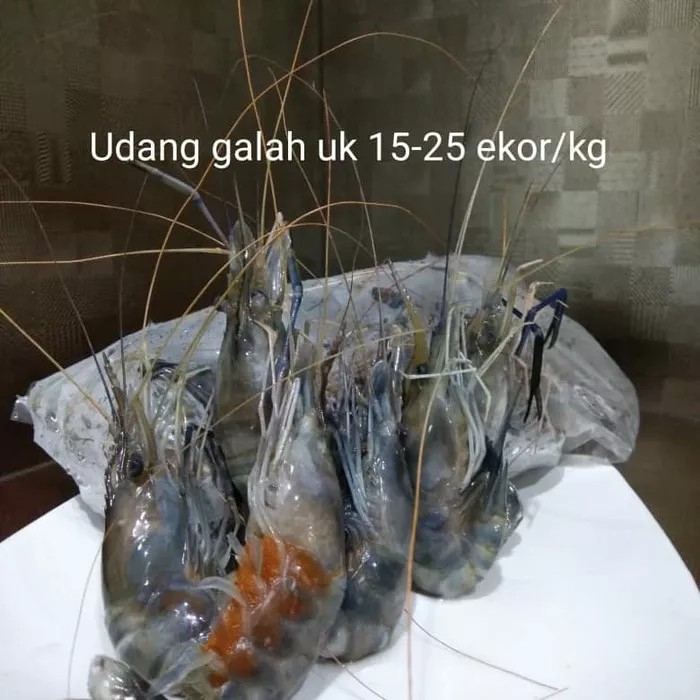 

Udang Galah ukuran 15-25 berat 1Kg