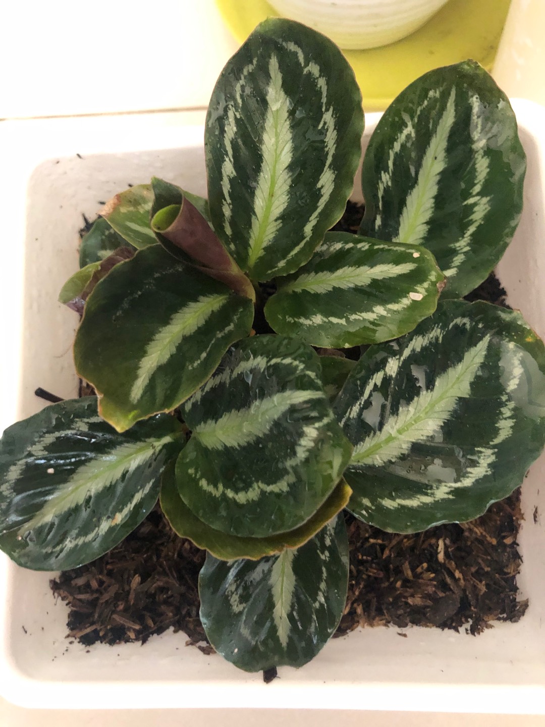 Tanaman Hias Calathea Silver Black