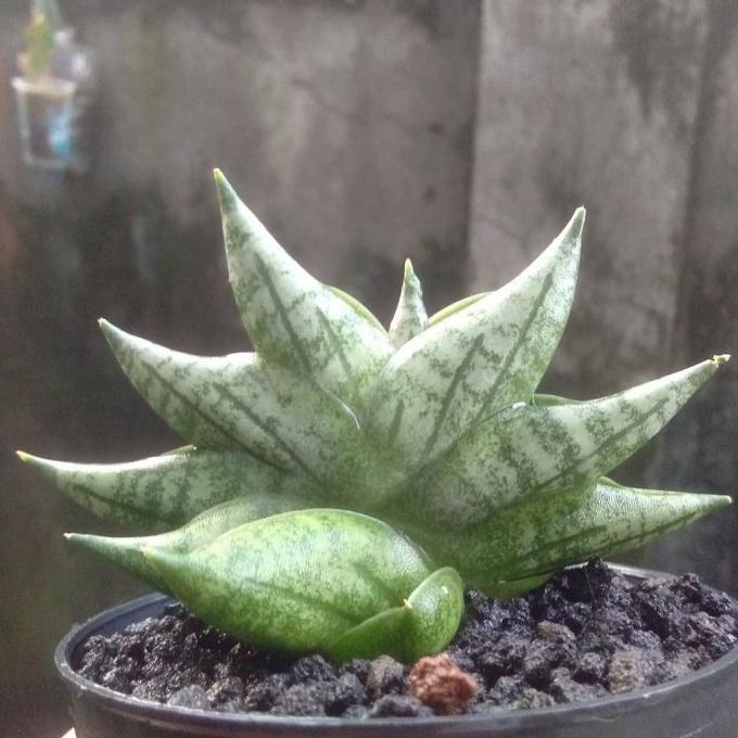 Open DS] Sansiviera Boncel new clone mini