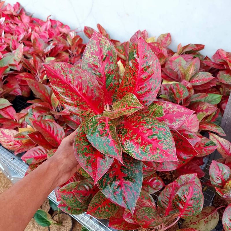 aglonema red stardust jumbo rumpun isi dua