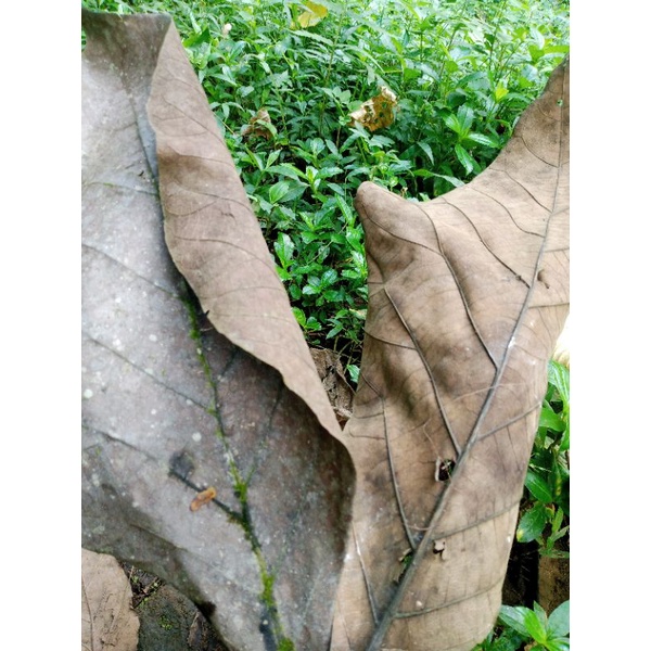 

Daun jati kering [4lembar]