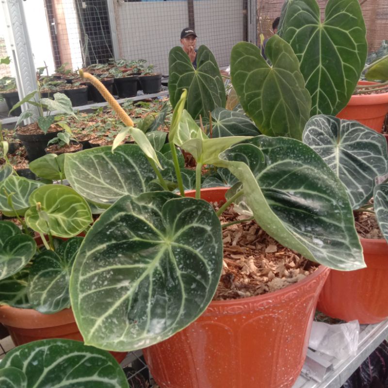 anthurium dorayaki original mangkok