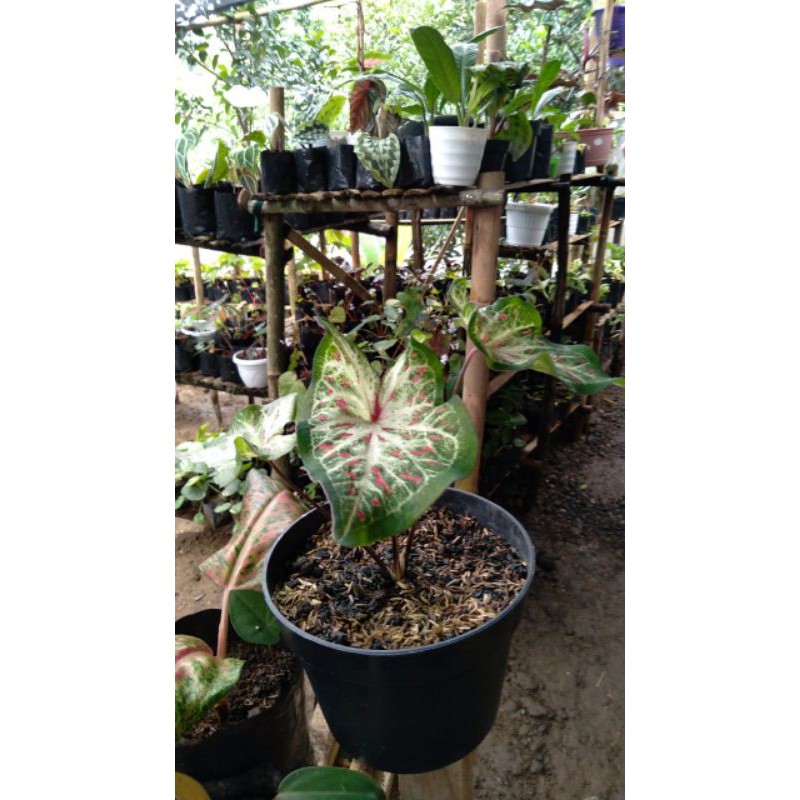 Keladi Wayang Bintik Merah