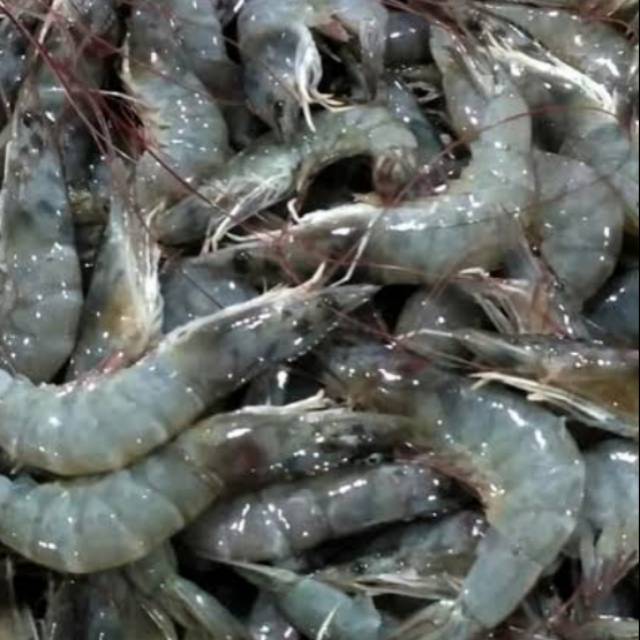 

Udang segar setengah kilo