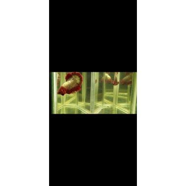 Cupang FCCP vietnam Indukan