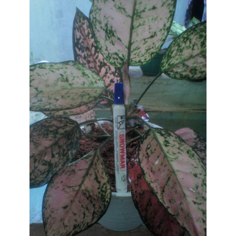 Aglonema Jumbo Lady Valentine + Red sumatra