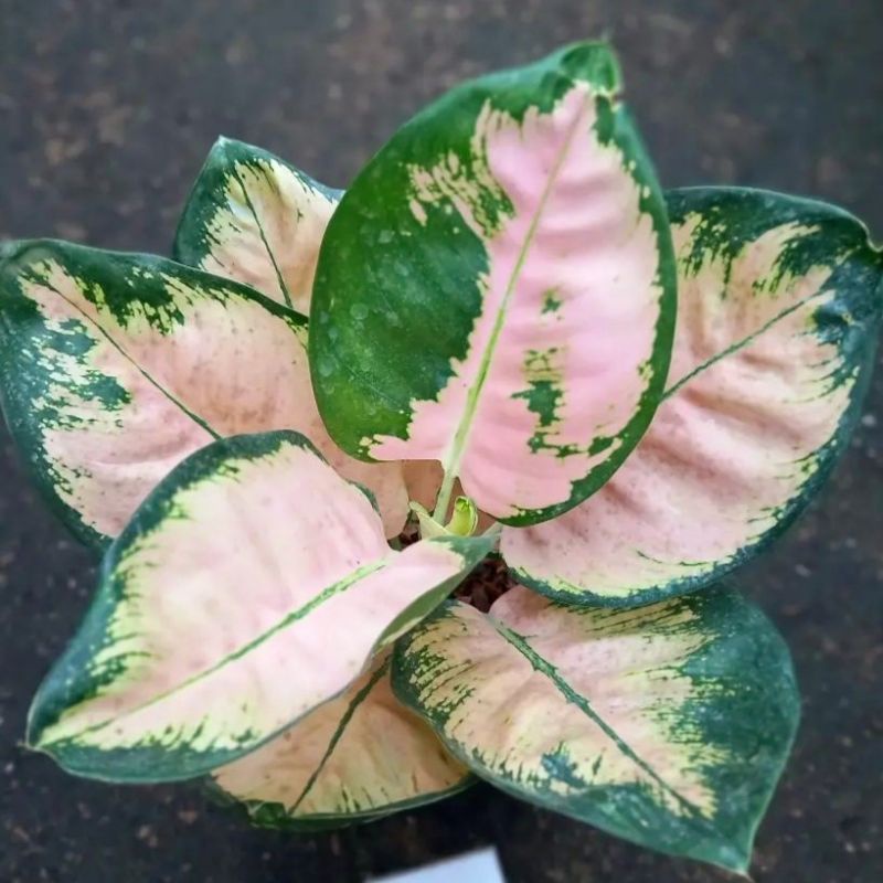 Aglonema Suksom White - Tanaman hias aglaonema Suksom White - tanaman hias hidup - bunga hidup - bun