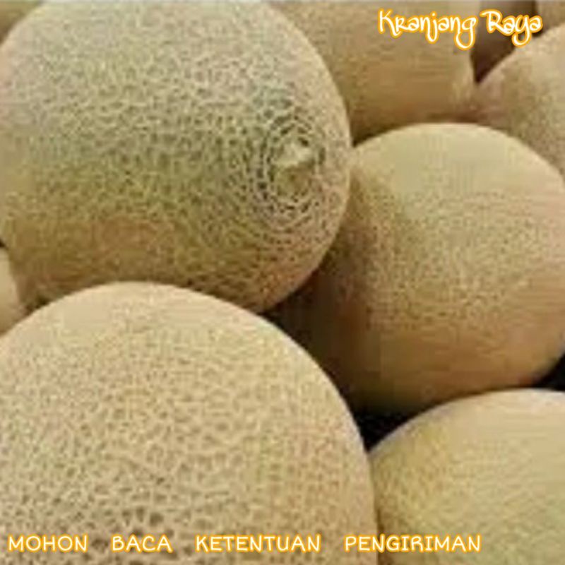 Melon per buah ( +/-  1,3 kg - 1,7 kg)