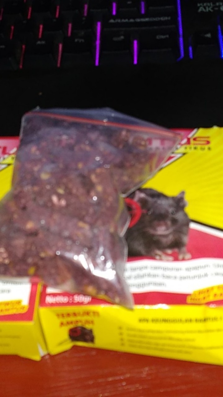 Ramtus Racun Tikus Ampuh Mati Kering Tidak Bau Pembasmi Curut Wirog Mencit Dirumah Di Mobil 4 Pack