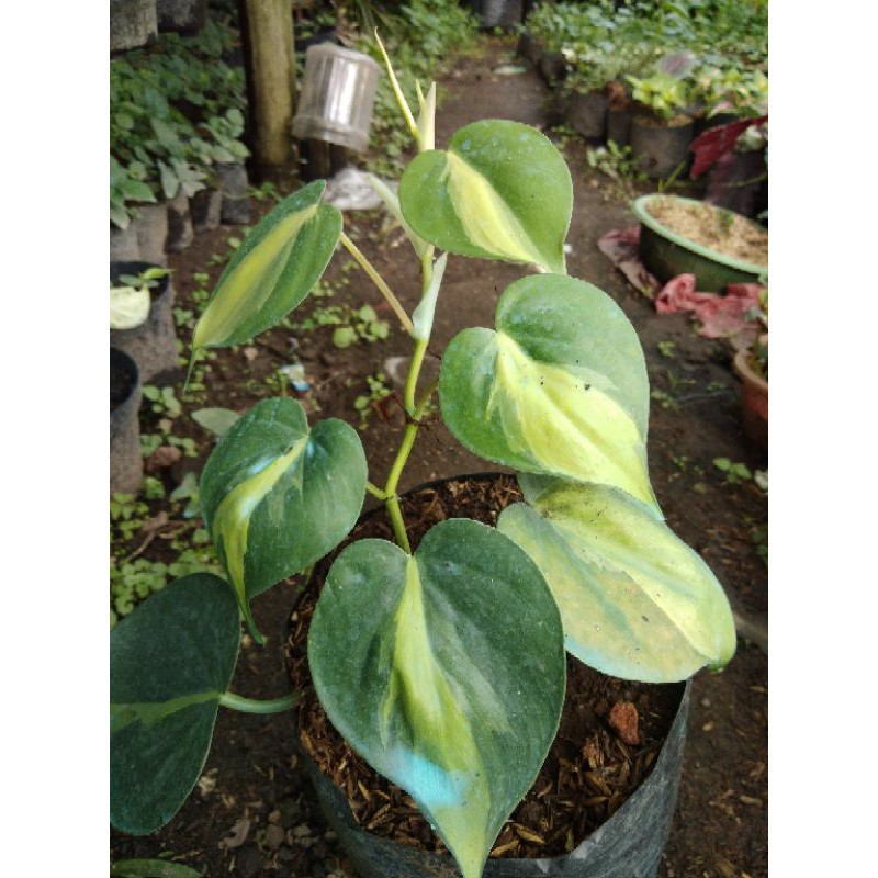 sirih Brazil/ Sirih gading Brazil