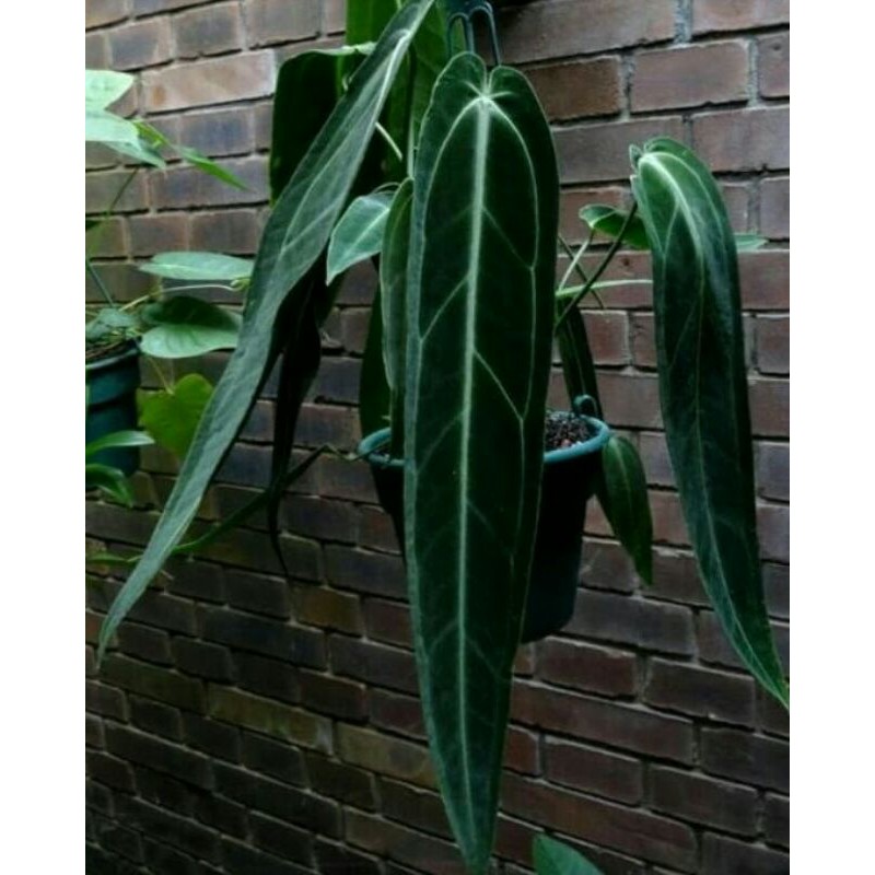 New  Bibit Tanaman Hias Anturium Warocqueanum / Anturium Lidah Gajah