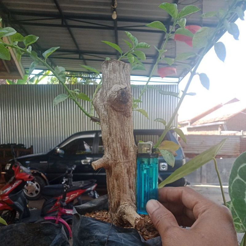 BIBIT SANCANG / BAHAN BONSAI