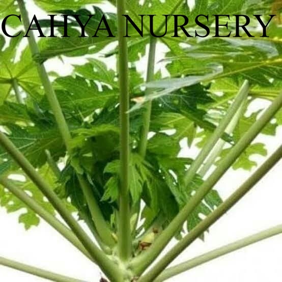 

Terlaris Daun pepaya/kates segar perlembar Ready stok